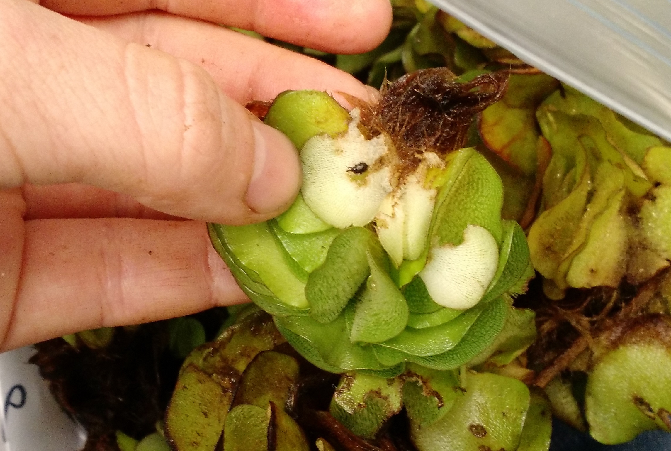 9 Weevil feedingjpg